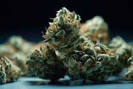 Exploring the Fat Bastard Strain Characteristics, Effects, and Cultivation Exploring the Fat Bastard Strain Characteristics, Effects, and Cultivation